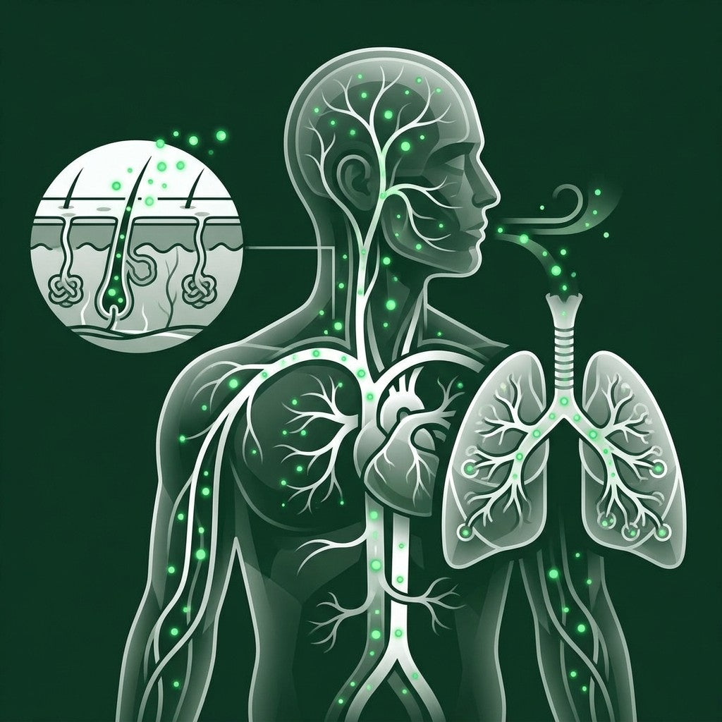 Chlorophyllin circulating through the bloodstream to sweat, breath, and skin